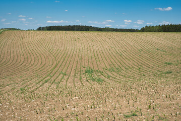 Fototapeta na wymiar Feld mit kleinen Mais Pflanzen im Frühling