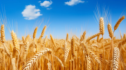 Fototapeta premium Golden Wheat Field Border