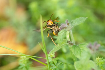 Asiatische Hornisse (Vespa velutina) hat eine Honigbiene gefangen und zerlegt sie