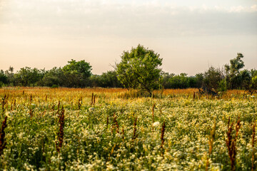 Field landscape at sunrise . Summer morning colors . Flora. Landscape with trees and grass
