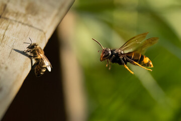 Asiatische Hornisse (Vespa velutina) bei der Jagd auf Honigbienen am Bienenstand