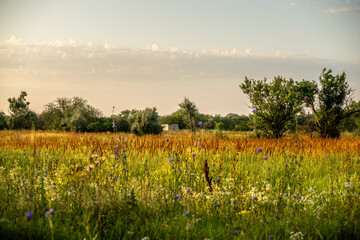 Field landscape at sunrise . Summer morning colors . Flora. Landscape with trees and grass