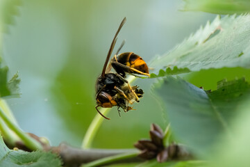 Asiatische Hornisse (Vespa velutina) hat eine Honigbiene gefangen und zerlegt sie