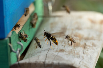 Asiatische Hornisse (Vespa velutina) bei der Jagd auf Honigbienen am Bienenstand