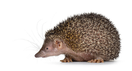 Greater hedgehog or large Madagascar sokina aka Setifer setosus, moving side ways. Looking side way...