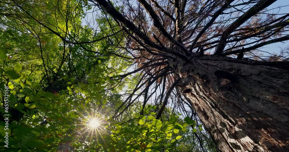 Wall mural sequoia redwood tree and shining sun through branches in green forest, zen and relaxation nature vid