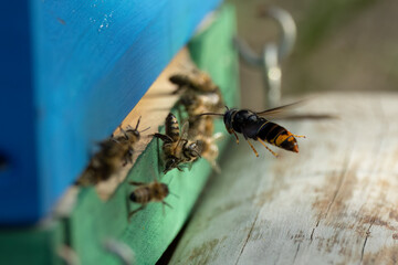 Asiatische Hornisse (Vespa velutina) bei der Jagd auf Honigbienen am Bienenstand
