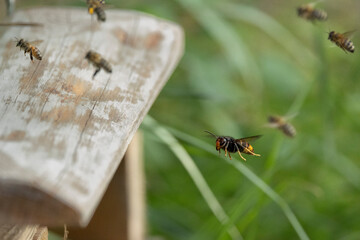 Naklejka premium Asiatische Hornisse (Vespa velutina) bei der Jagd auf Honigbienen am Bienenstand