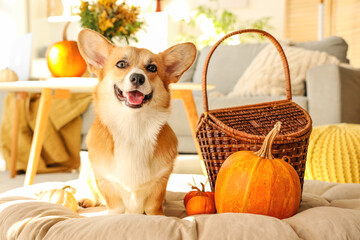 Corgi dog with pumpkins and basket at home on Thanksgiving Day