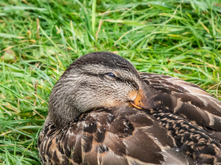 Close-up of adult female mallard or wild duck (Anas platyrhynchos) with predominantly mottled plumage resting and falling asleep in grass