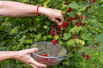 Women's hands closeup collect red currant