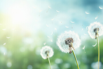 Beautiful puffy dandelions and flying seeds