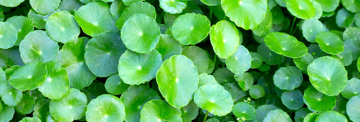 Centella asiatica (gotu kola). Fresh green leaves herb background.