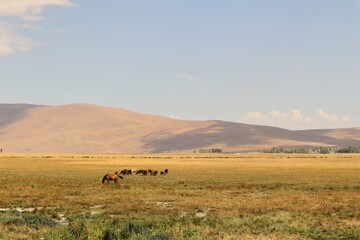 Herd of cows and horse graze freely in Erzurum, Turkey. Calves, bulls and cows are raised freely in the countryside and as a result give good organic meat and Organic milk. Free feed for livestock