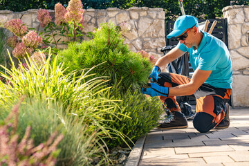 Garden Worker Trimming Coniferous Tree
