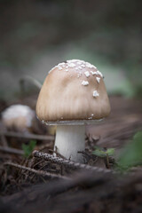 White mushrooms on the ground in the forest.