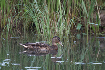 Duck swimming in muddy water with grass.