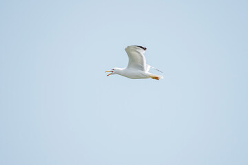 Seagulls in flight with blue sky as background.