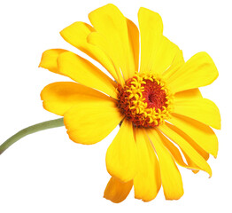 Yellow zinnia