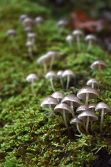 Fresh mushrooms on a mossy tree trunk. Mushrooms in forest.