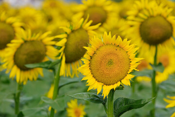 かみのかわサンフラワー祭り（栃木県上三川町）