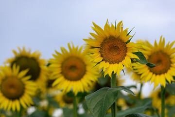 かみのかわサンフラワー祭り（栃木県上三川町）