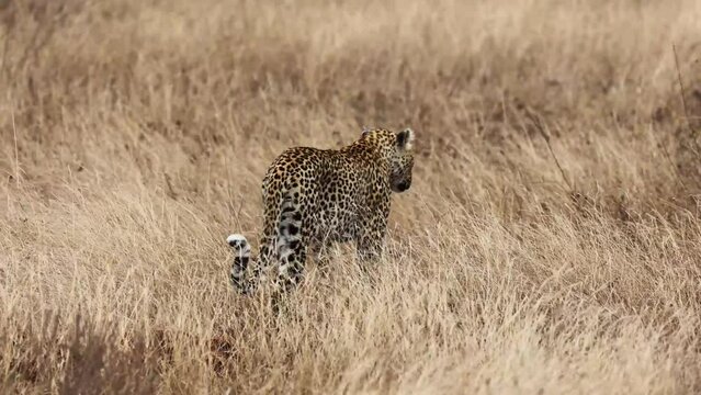  a Leopardess on the move