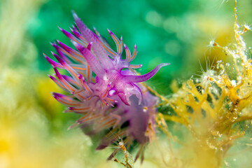 lila Flabellina - Flabellina affinis im ionischen Meer © Andi K