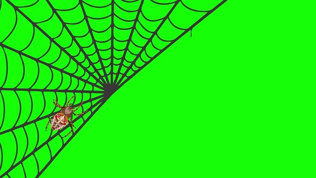 Big colored spider animations and spider's net green screen background