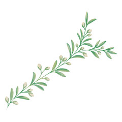 Watercolor Illustration of Branch of Rosemary
