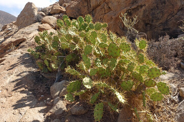 Feigenkaktus auf Fuerteventura