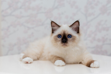 Sacred Birman cat, birma on a light background