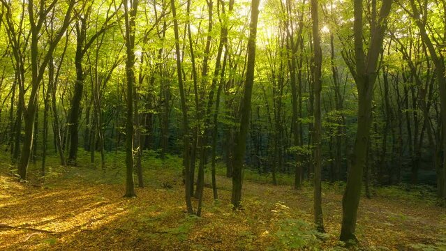 Sunny magical forest rays morning park autumn summer