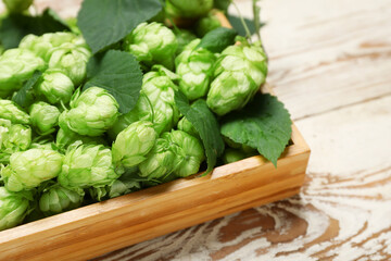 Box with fresh green hops and leaves on white wooden background