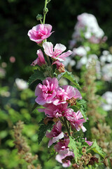 Pink double Hollyhock blooms, Derbyshire England
