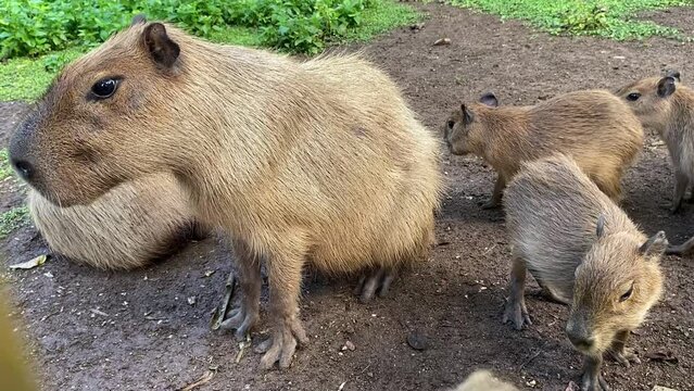 Closed up capybara brood and her cubs.
