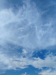 clear sky and fresh leaf. close up of two different trees with fresh leaves on a clear sky background. fresh green leaves. green leaf tree branch on clear sky background. Green leaves with blue sky.