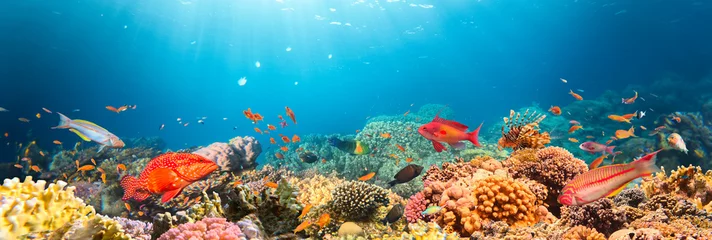 Foto op Plexiglas Underwater Tropical Corals Reef with colorful sea fish. Marine life sea world. Tropical colourful underwater seascape. © Lukas Gojda