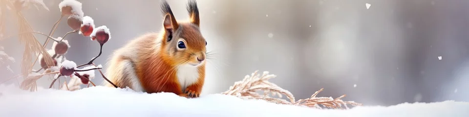 Papier Peint photo Écureuil Banner with cute red squirrel (Sciurus vulgaris) sitting in a snow and looking for food on winter forest blurred background. Banner with beautiful animal in the nature habitat. Wildlife scene