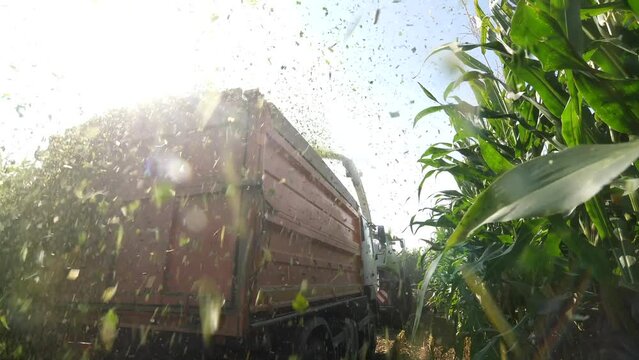 close-up making corn silage. harvesting corn. silage crumbles on a corn field