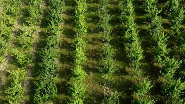 A drone view of the gardens of a small farm in the countryside. There are neat plum and apple trees in the frame.
