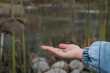 Pajarito silvestre comiendo de la mano