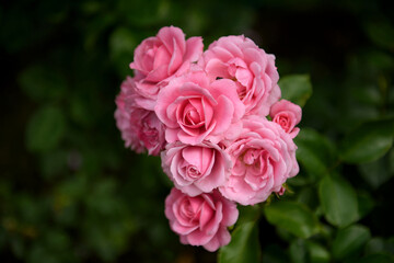 Obraz premium Delicate pink roses bloom in the garden. Beautiful fresh flowers bloomed.