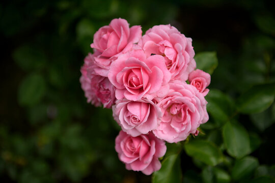 Delicate pink roses bloom in the garden. Beautiful fresh flowers bloomed.