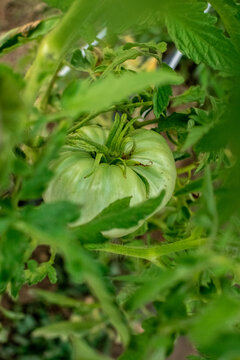 Fresh, organic, green and big tomato growing on its stem. Vertical shot. 