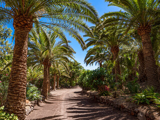Fototapeta na wymiar Palm trees and cactus at the Oasis Wildlife in Fuerteventura