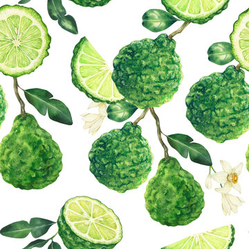 Watercolor seamless pattern with bergamot elements. Hand drawn background with flowers, leaves and fruit in green colors on white. Perfect for packaging, textile, invitations