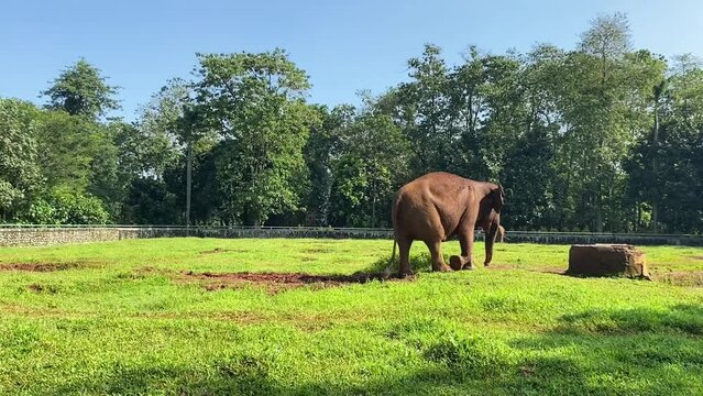 The elephant at greenery grass field trying to stick out its trunk to reach for food. Cute pose.