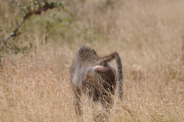chacma baboons from behind,  baboons ass / back in the wild of kruger national park in south africa