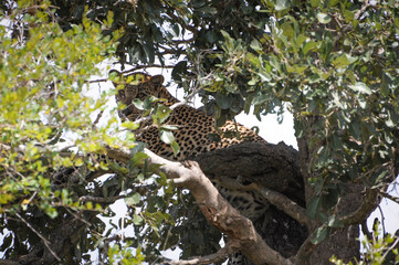 leopard sitting on tree and keeping eye contact with the wildlife photographer in the kruger nationalpark in south africa 